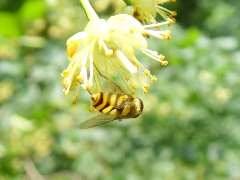 artenvielfalt Große Schwebfliege an Lindenblute - Syrphus ribesii